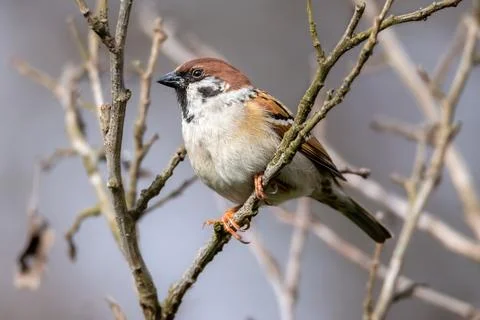 Sparrow on a tree Stock Photos