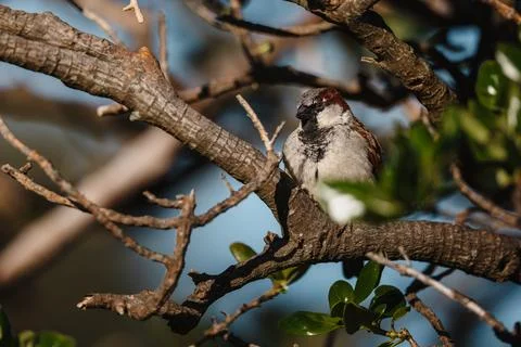 Sparrow in a Tree Foto stock