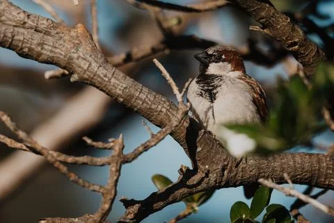 Sparrow in a Tree Stock Photos