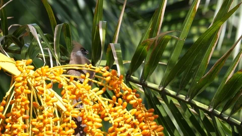 Sparrow in a tree, Rwanda Stock Footage 125492537
