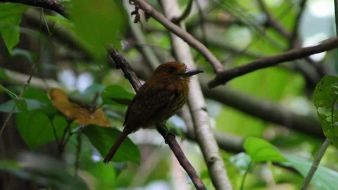 Sparrow in trees Stock Footage 88416837