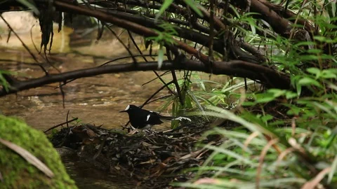 Sparrow in Tribe of the Three Gorges Stock Footage 107309489