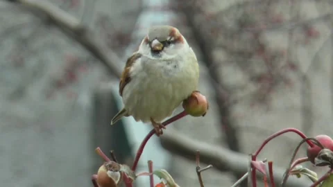 Sparrow turns its head and flies away from a branch, front view Vídeos de archivo 223280979