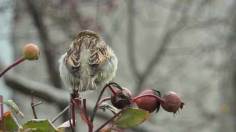Sparrow turns its head and flies away from a branch, view from the back 스톡 동영상 223280988
