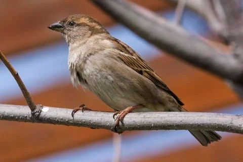 Sparrow on twig Stock Photos