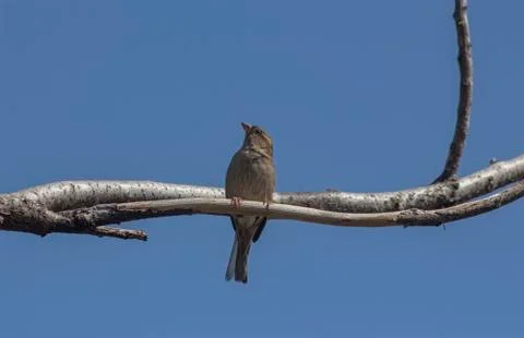 Sparrow on a twig. Stock Photos
