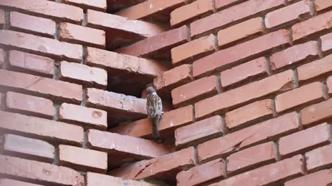 Sparrow twitter on red brick Stock Footage 197923476
