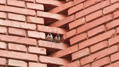 Sparrow twitter on red brick Video stock 197923554