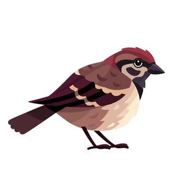 Sparrow vector flat illustration isolated on white background. bird cartoon Stock Illustration