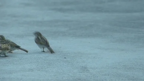 Sparrow walking on the ground Stock Footage 82055811