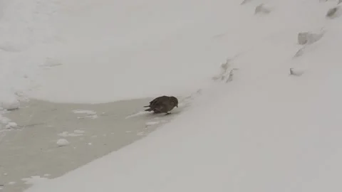 Sparrow walking in the snow Stock Footage 170059931