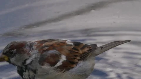 Sparrow wash1 動画素材 283681620