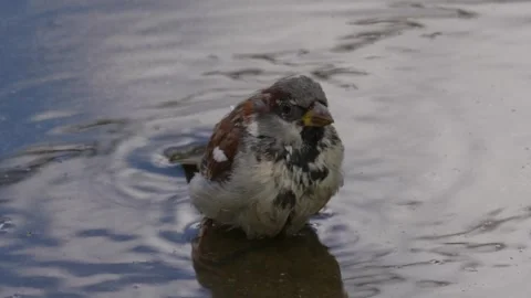 Sparrow wash2 動画素材 283681550