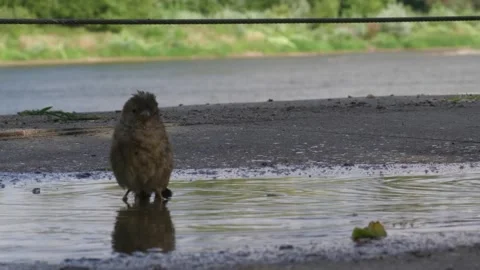 Sparrow wash4 動画素材 283681854