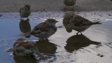 Sparrow Washing 3 動画素材 283682638