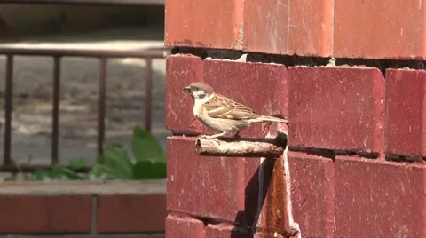 Sparrow at Watering Stockbeeldmateriaal 1073843