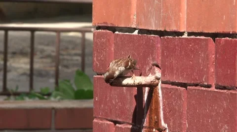 Sparrow at Watering Stock Footage 1073882