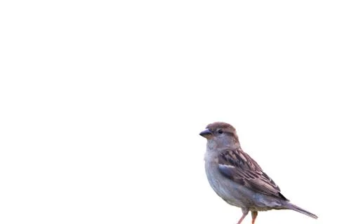 Sparrow on white background Stock Photos