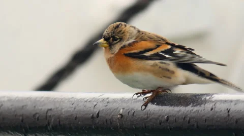 Sparrow in the wind Stock Footage 49306103