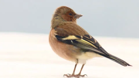 Sparrow in the wind Stock Footage 49306125