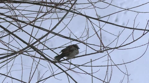 Sparrow on a winter branch. Snow in background. With audio. Birds chirping. Stock Footage 151948767