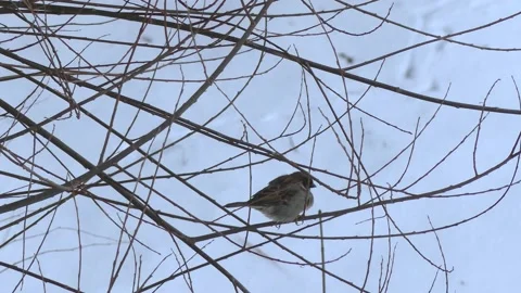 Sparrow on a winter branch. Snow in background. With audio. Birds chirping. Stock Footage 151949016
