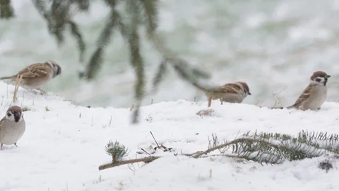 Sparrow in winter Stock Footage 86198115