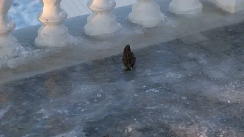 Sparrow winter ice drinks water. Stock Footage 203148787