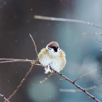 Sparrow in winter Stock Photos