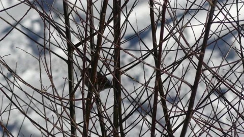 A sparrow in a winter white willow tree - snow in background Stock Footage 148479339