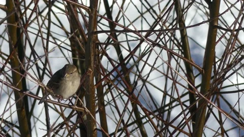 Sparrow in a winter white willow tree - snow in background Stock Footage 148481551