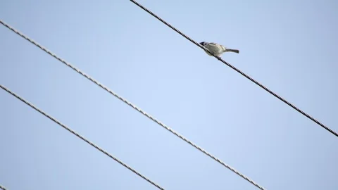 Sparrow on wire cleaning his beak Stock Footage 89605879