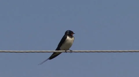Sparrow on the wire Stock Footage 53005873