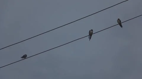 Sparrow on wire Stock Footage 235131302