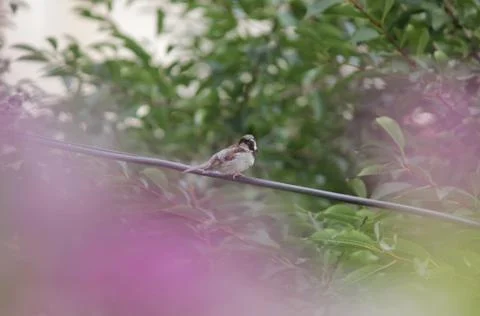 Sparrow on a wire Stock Photos