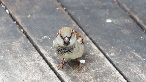 A sparrow on a wooden floor Stock Footage 219934349
