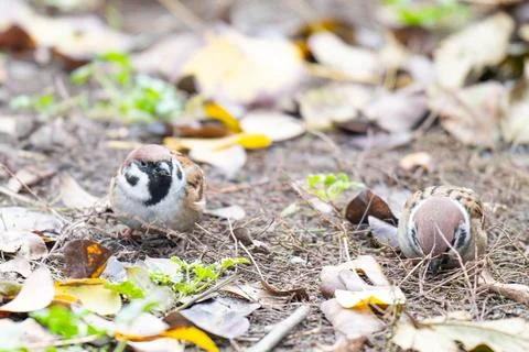 A sparrow in the yard Stock Photos