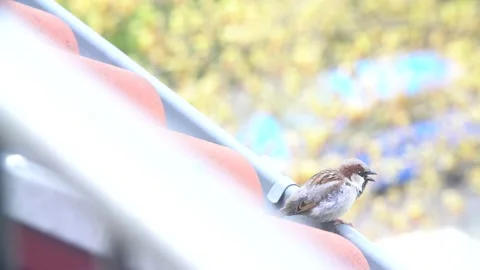 A sparrow yelling in spring Video stock 154160414