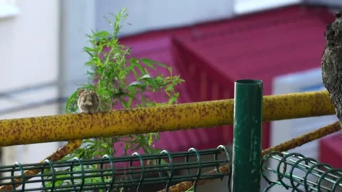 Sparrow on a yellow rusty pipe against a pink wall Stock Footage 138682692