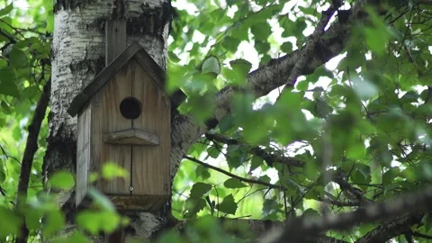 Sparrow2 Stock Footage 156120707