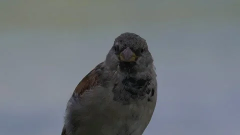 Sparrow2 動画素材 283681907