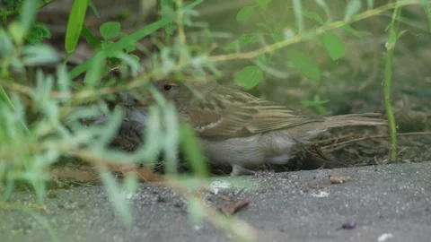 Sparrow3 動画素材 283681906