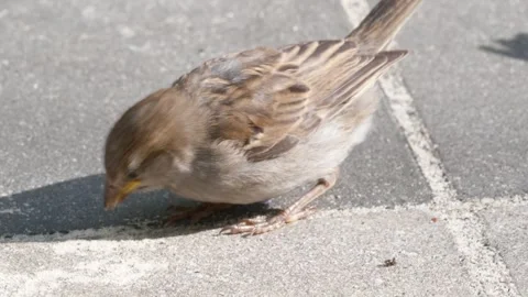 Sparrow4 動画素材 283682391
