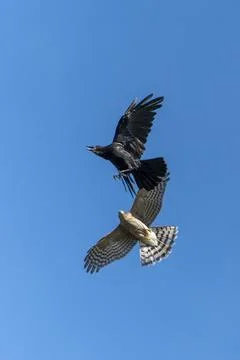 Sparrowhawk attacking a Jackdaw crow in flight Stockfoto's