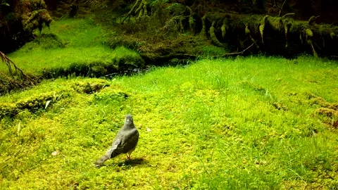 Sparrowhawk Finds A Warm Spot To Bask with Wings Outstretched, Isle of Skye 스톡 동영상 340503464