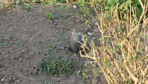 Sparrowhawk Video stock 10874740