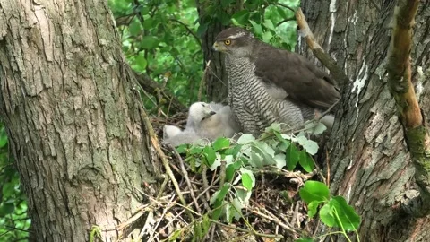 Sparrowhawk Stock Footage 170020401