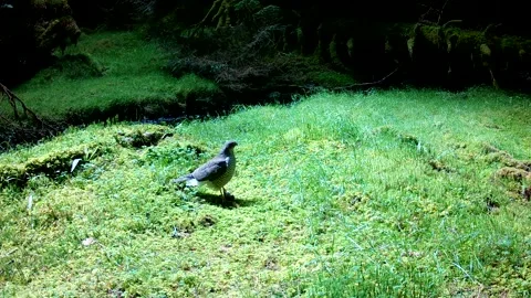 Sparrowhawk Holding Prey on Mossy Forest Floor, Isle of Skye 스톡 동영상 340503371