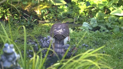 SPARROWHAWK KILL- eating starling in garden Stock Footage 172669005