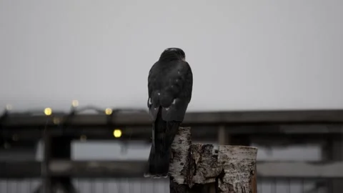 Sparrowhawk looking around. Video stock 246599966
